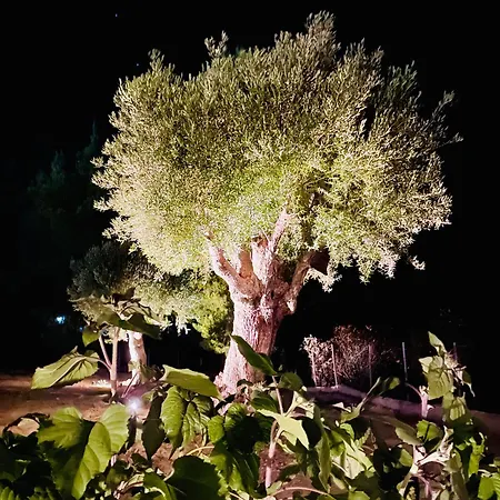 Epos & Luxury パリウリ